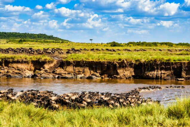 3 Days Wildebeest Migration Safari: Your Front-Row Seat To The Great Mara Spectacle