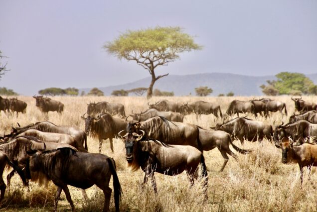 6 Days Best Of Tanzania Wildlife Safari & Great Migration Tour