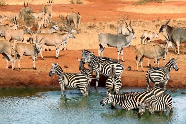 3 Days Tsavo West & Saltlick Safari: Kenya's Red Elephants And Unique Elevated Viewing