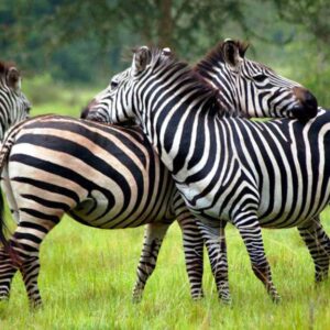 3-Day Lake Mburo National Park Safari= Your Ultimate Wildlife Adventure