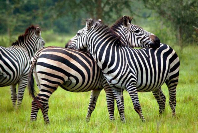 3-Day Lake Mburo National Park Safari= Your Ultimate Wildlife Adventure