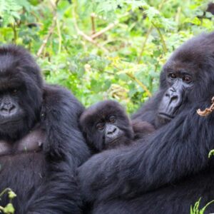 7 Days Uganda Gorilla Trekking & Wildlife Safari – Bwindi, Queen Elizabeth & Murchison Falls