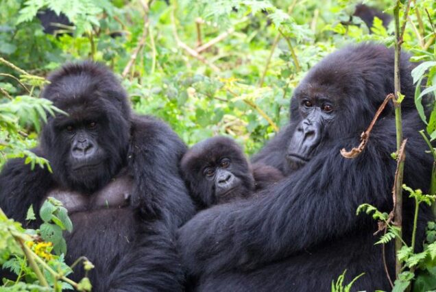 7 Days Uganda Gorilla Trekking & Wildlife Safari – Bwindi, Queen Elizabeth & Murchison Falls