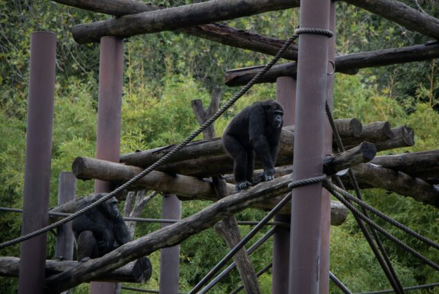 3 day - The Ultimate Kibale Chimpanzee Safari Experience