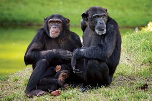 5-Day Rwanda Gorilla & Chimpanzee Trekking Safari-Unforgettable Encounter In The Land Of A Thousand Hills