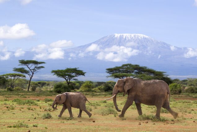4 Days 3 Nights Amboseli Safari: View Mount Kilimanjaro & Kenya's Majestic Elephants