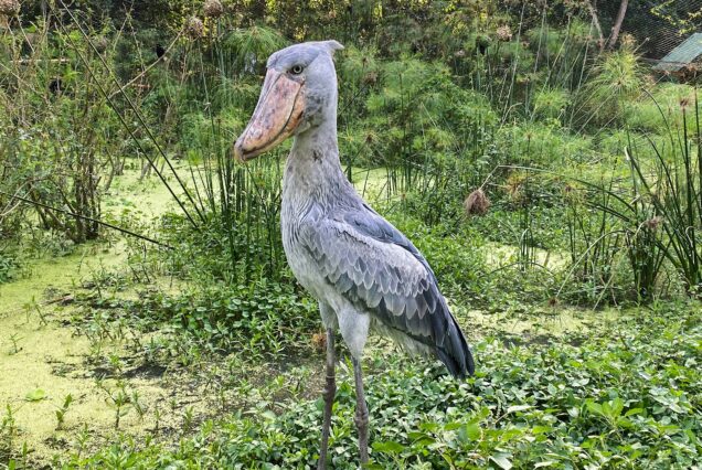 1-Day Mabamba Shoebill Tour & Excursion =An Unforgettable Quest For The Elusive Shoebill Stork